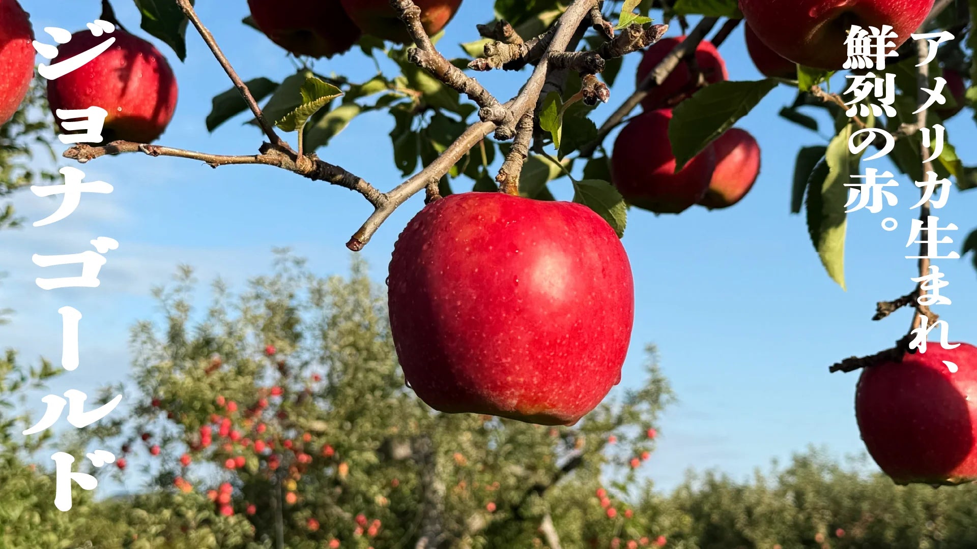 ジョナゴールド | 産地直送通販 | 青森りんご | RED APPLE（レッド