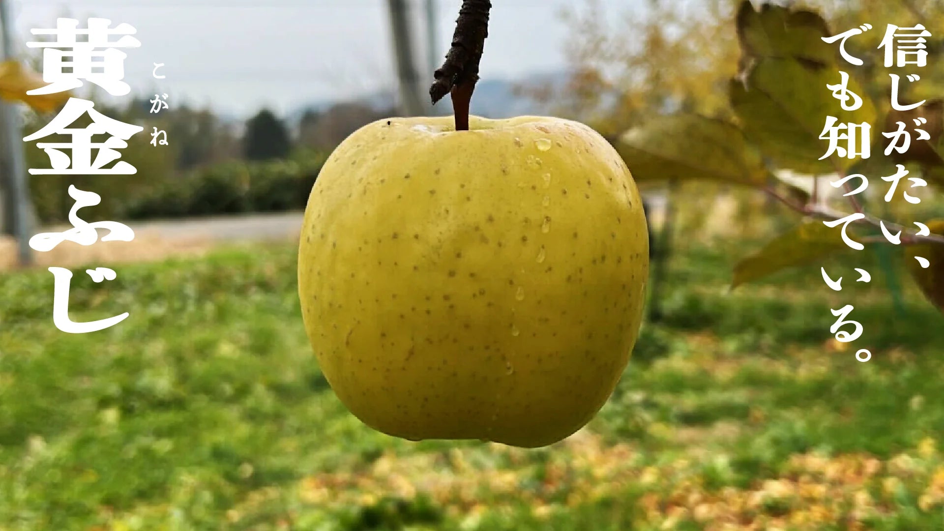 黄金ふじ(こがねふじ) | 産地直送通販 | 青森りんご | RED APPLE