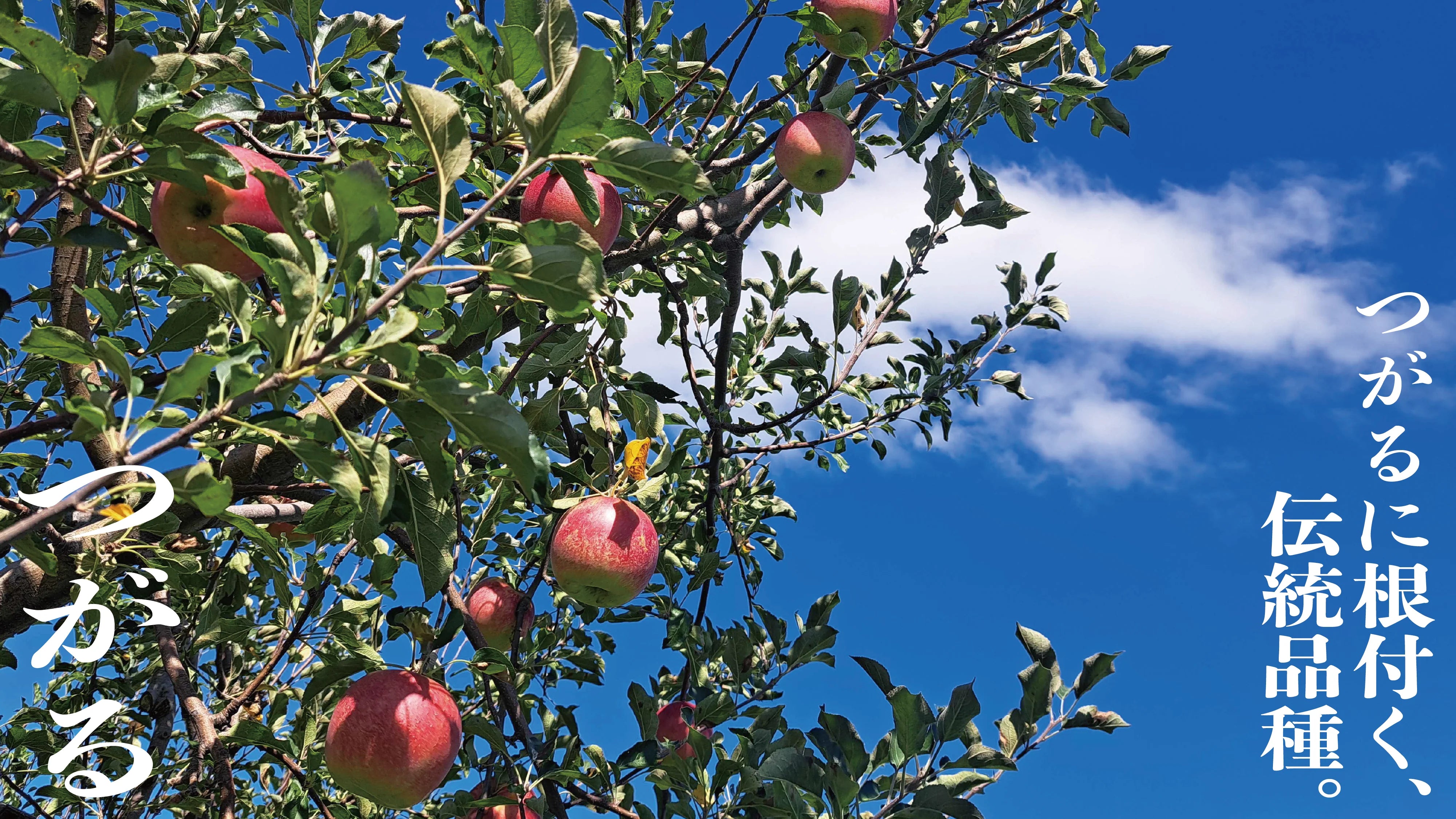 tsugaru_FV_d62f8ea0-2463-4363-