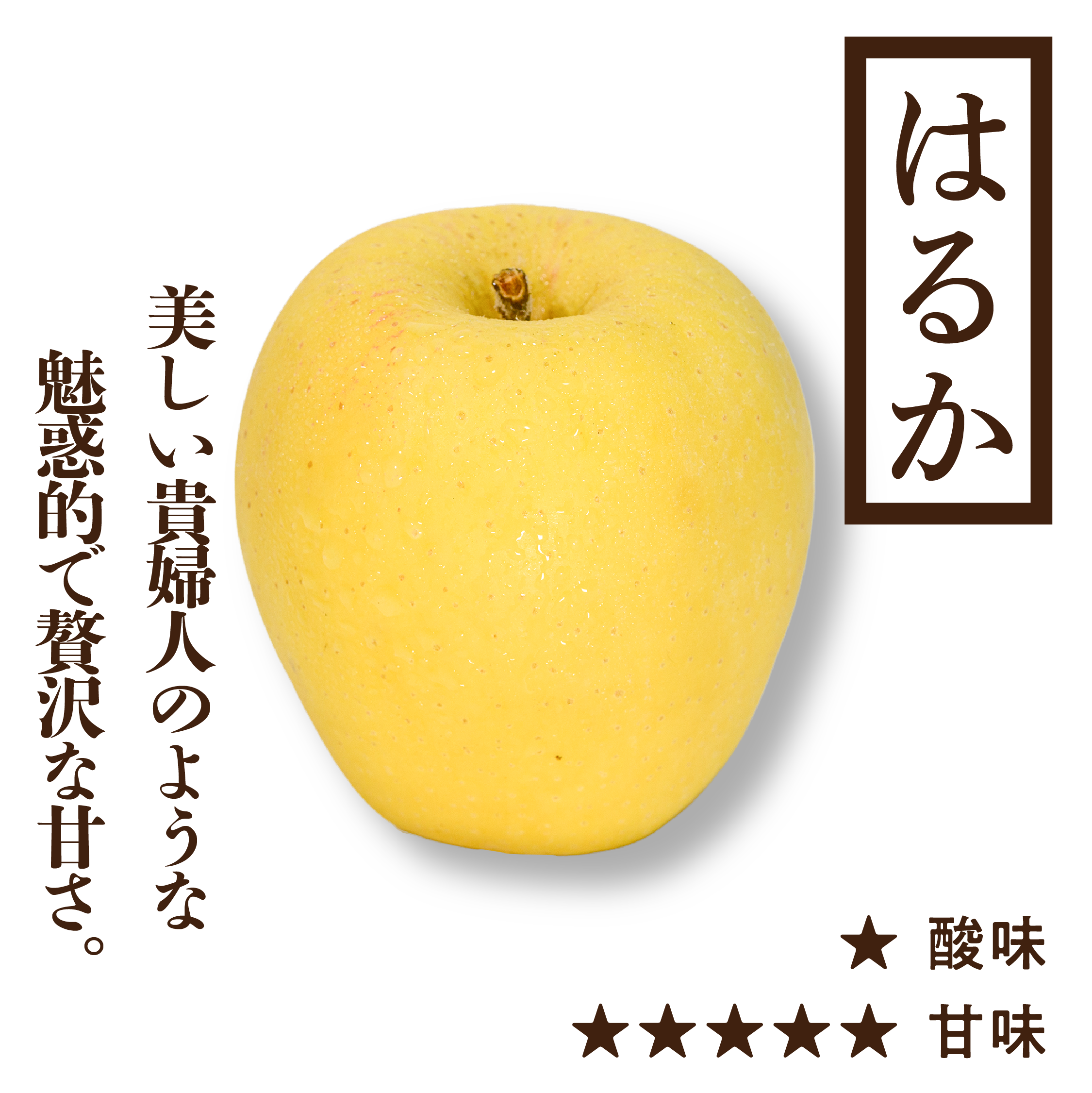 超レア品種　はるか　黄色いりんご 苗木 4年 1.5メートル果樹 はるか | りんご通販 | 青森りんご | RED APPLE（レッドアップル）赤石農園