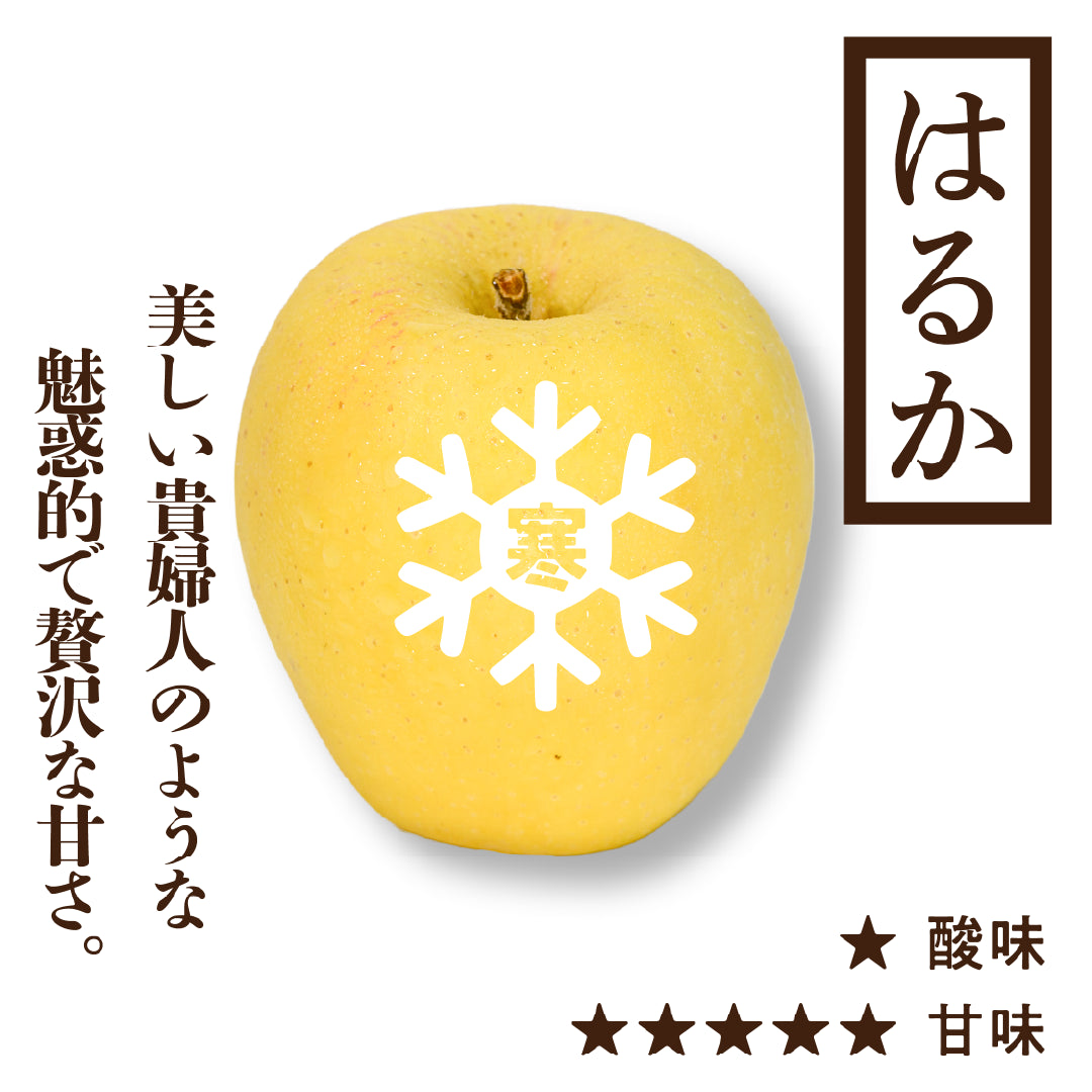 寒じめ はるか | 産地直送通販 | 青森りんご | RED APPLE(レッド 寒じめ はるか | 産地直送通販 | 青森りんご | RED APPLE(レッド