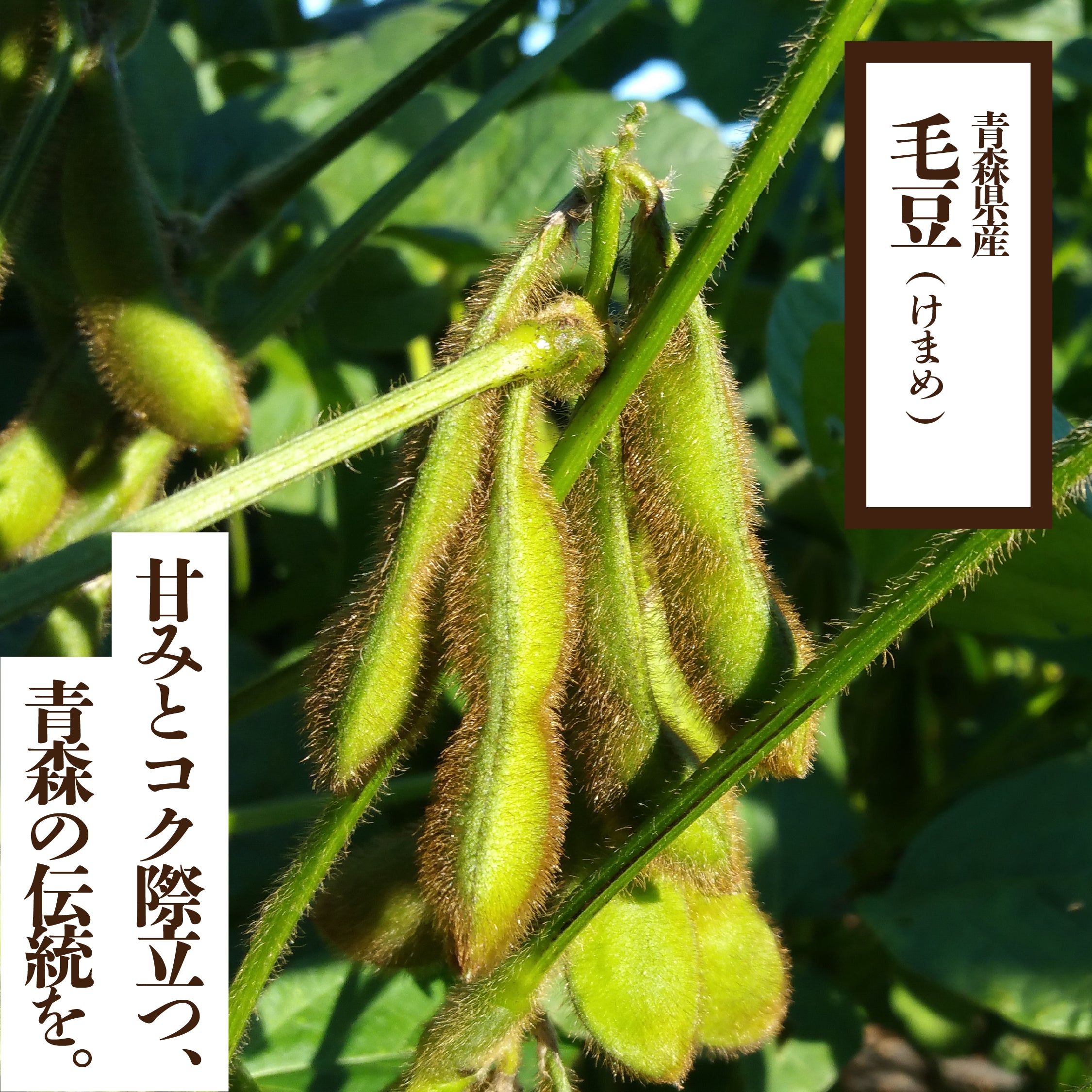 umaimono_SN_kemame.webp?v=