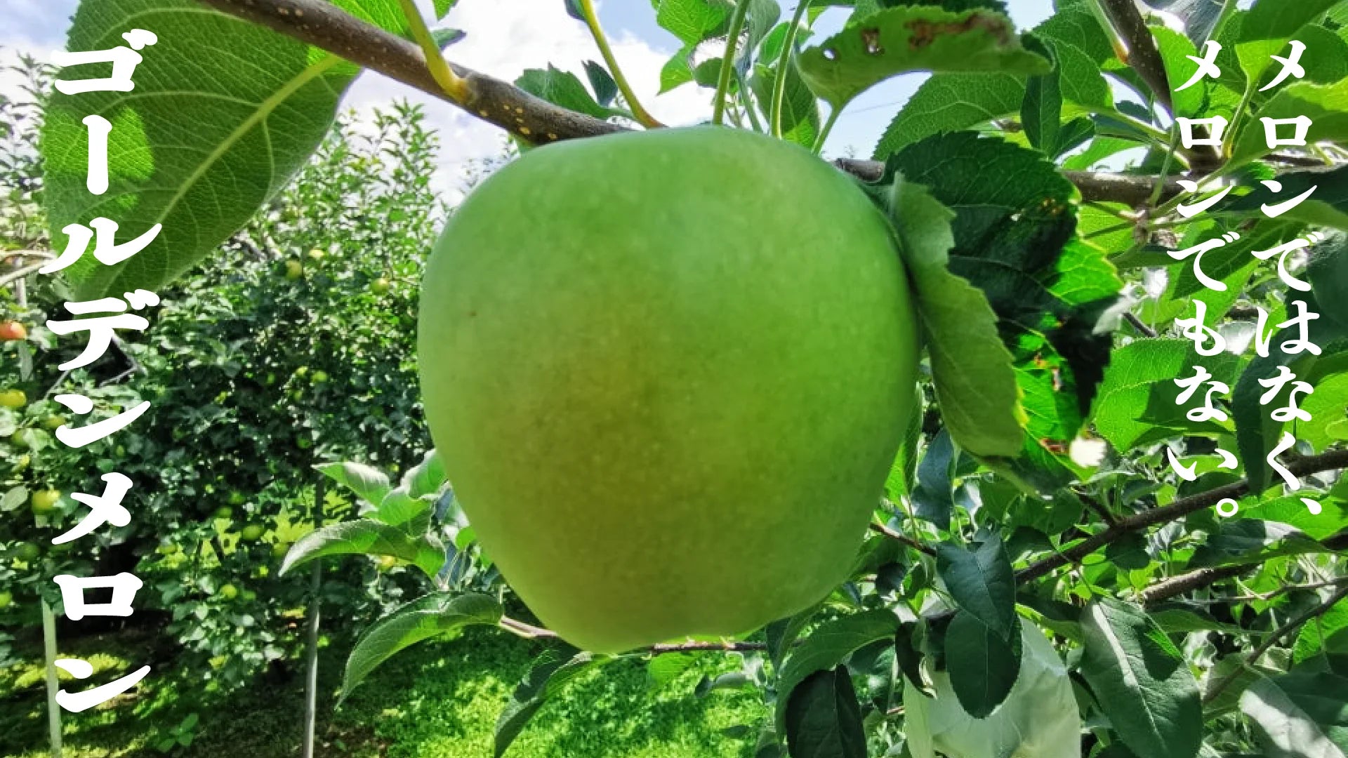 ゴールデンメロン
