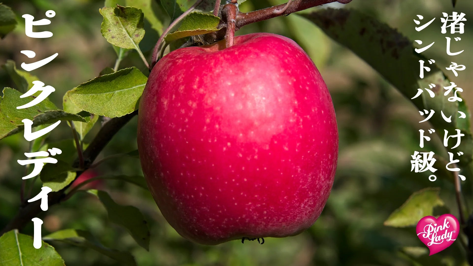 ピンクレディー