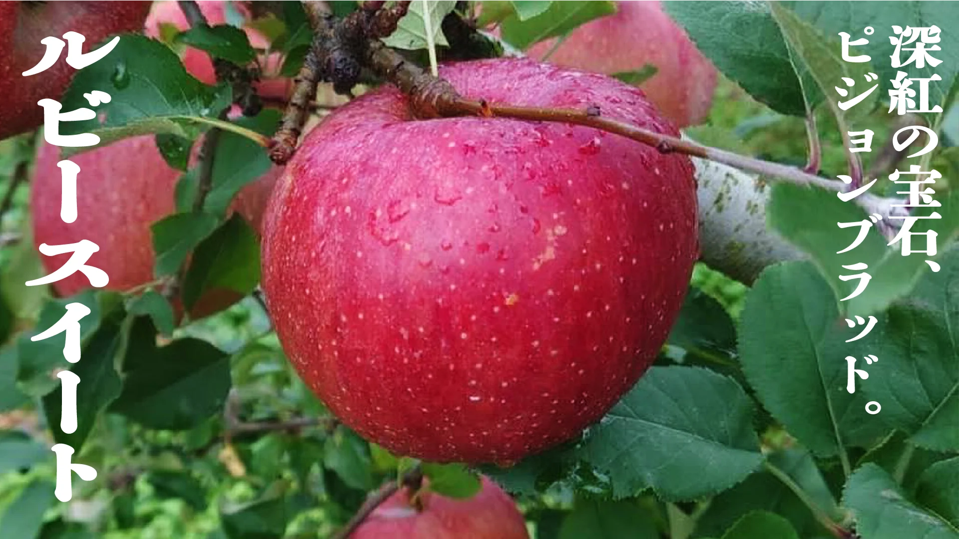 ルビースイート