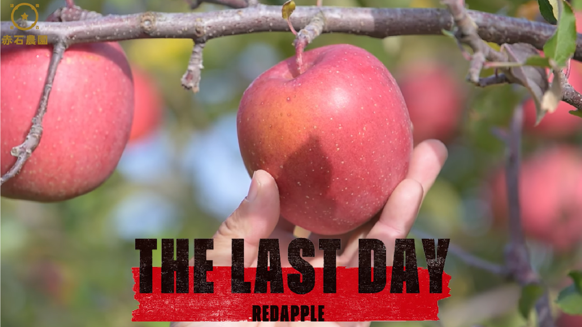 動画を読み込む: 