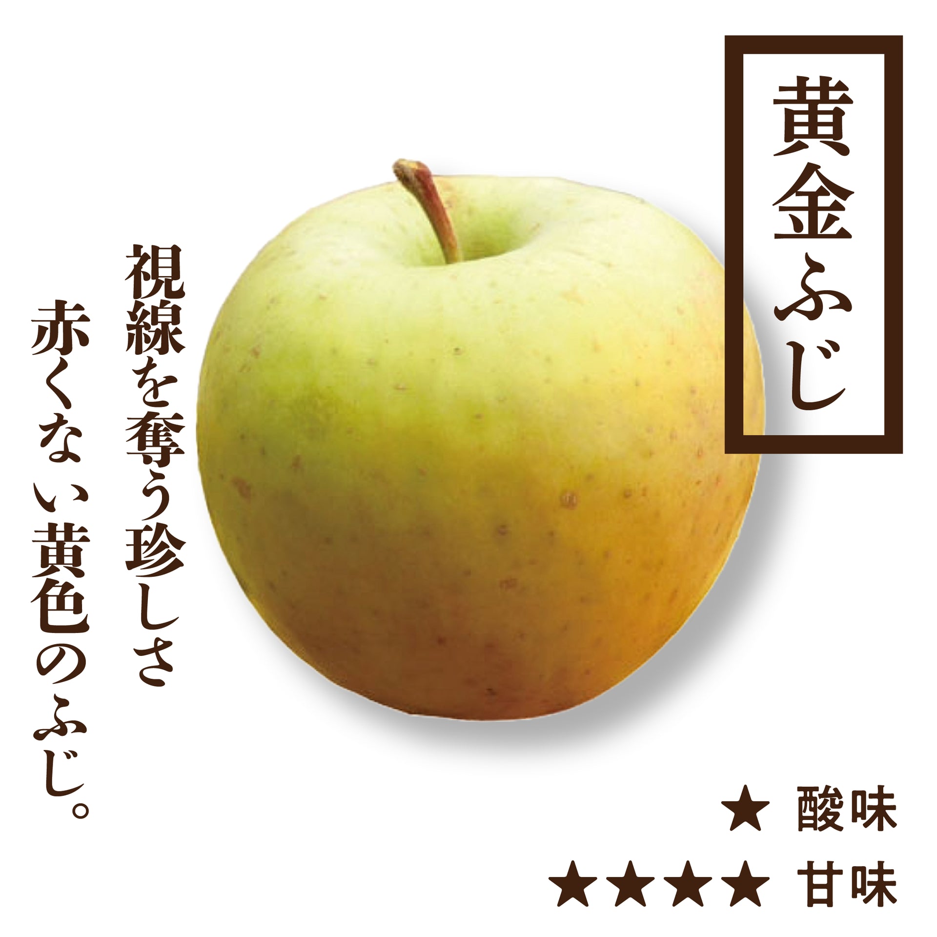 SN_koganefuji.webp?v=