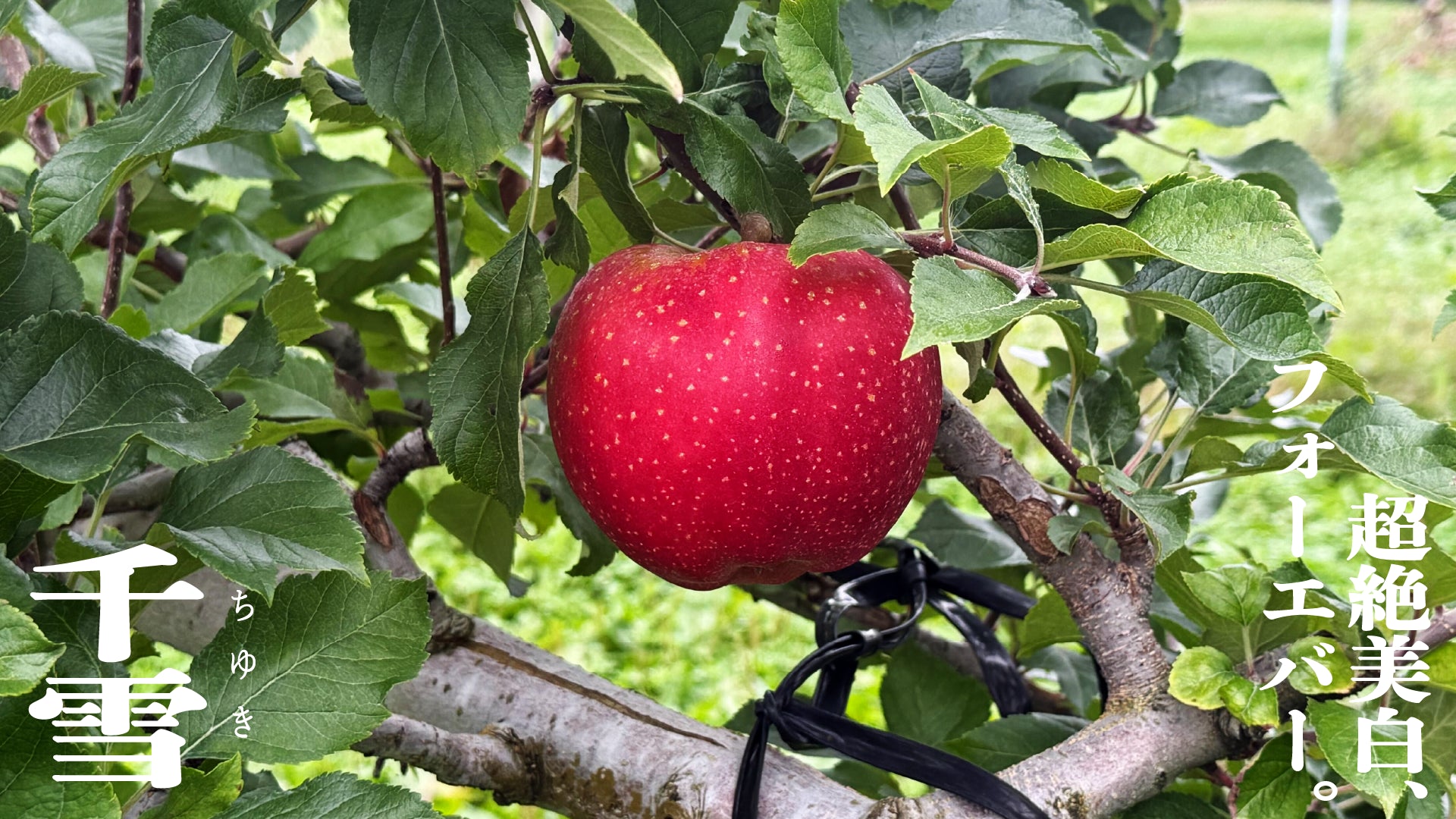 千雪(ちゆき) | 希少品種 |産地直送通販 | 青森りんご | RED APPLE 千雪(ちゆき) | 希少品種 |産地直送通販 | 青森りんご | RED APPLE