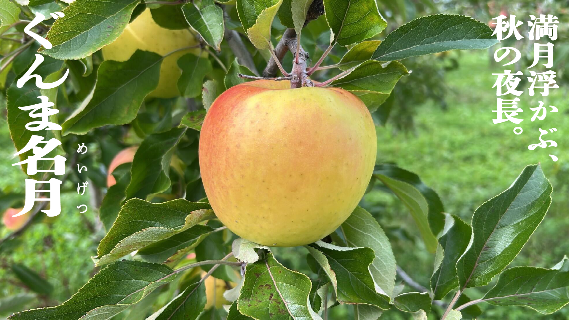 ぐんま名月 | 産地直送通販 | 青森りんご | RED APPLE(レッドアップル ぐんま名月 | 産地直送通販 | 青森りんご | RED APPLE(レッドアップル