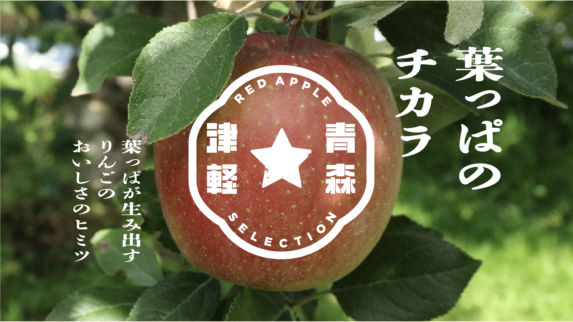セール商品が満載 葉とらず栽培 APPLE RED – ぬいぐるみ