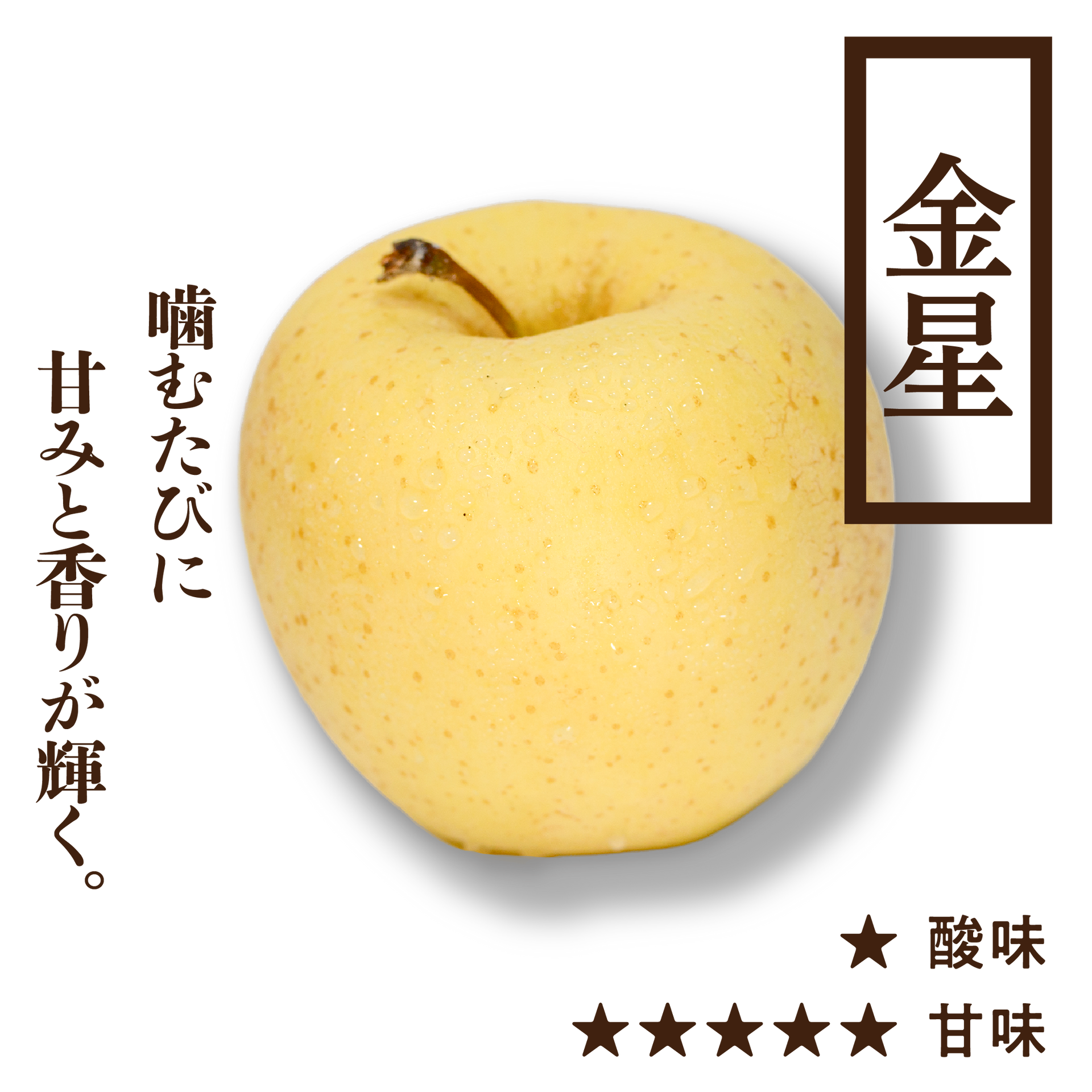 金星(きんせい) | 産地直送通販 | 青森りんご | RED APPLE（レッド