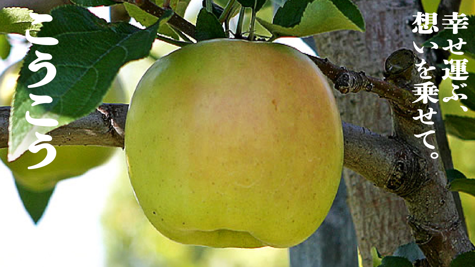 こうこう | りんご通販 | 青森りんご | RED APPLE(レッドアップル)赤石農園