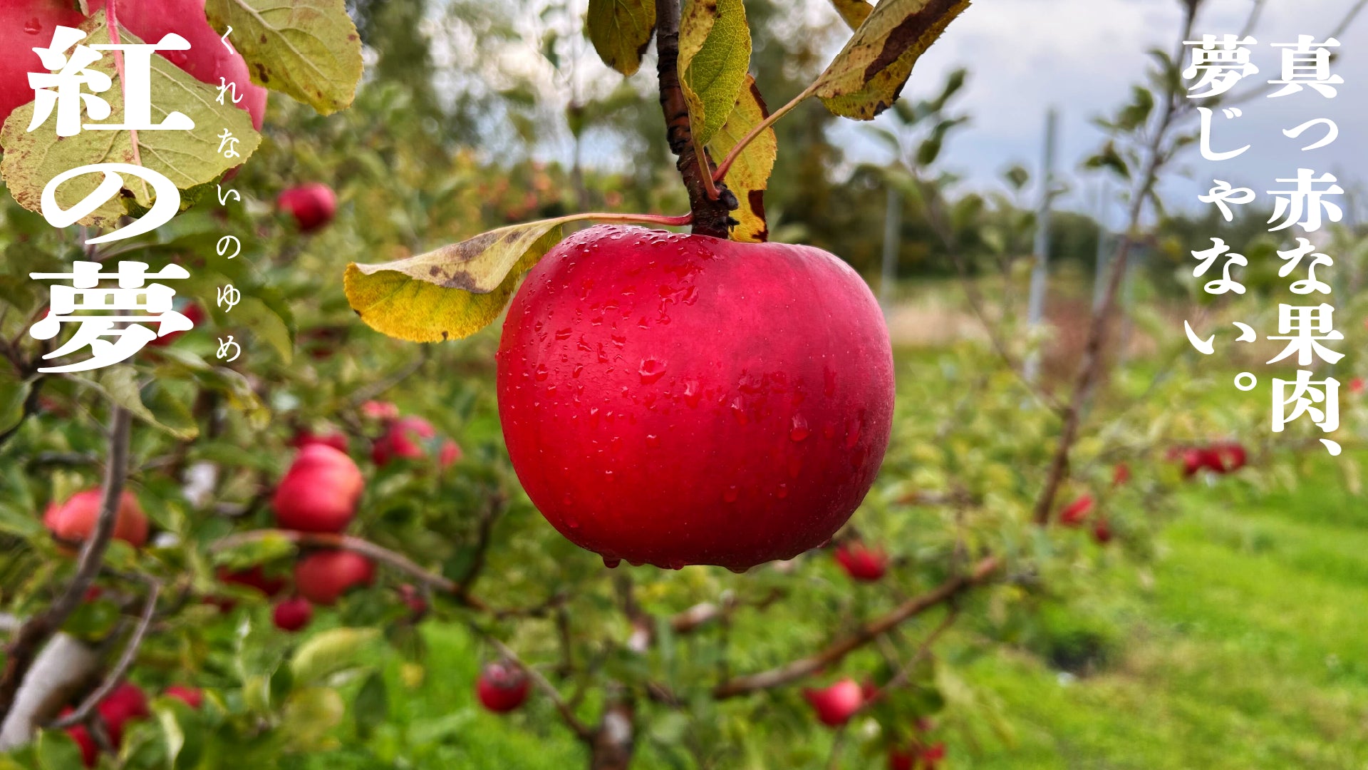 紅の夢(くれないのゆめ) | 産地直送通販 | 青森りんご | RED APPLE(レッドアップル)赤石農園