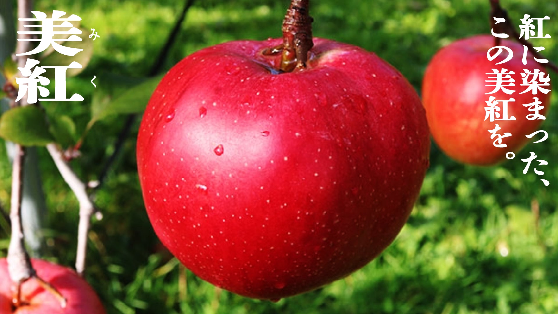 美紅(みく) | 産地直送通販 | 青森りんご | RED APPLE(レッドアップル 美紅(みく) | 産地直送通販 | 青森りんご | RED APPLE(レッドアップル