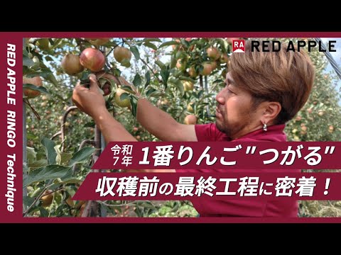 青森りんご つがる | 産地直送通販 | RED APPLE（レッドアップル）赤石農園