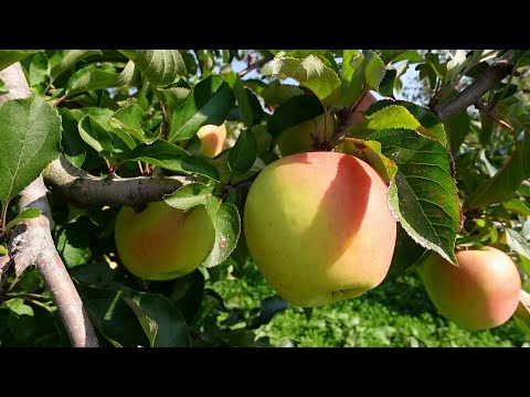 ぐんま名月 | 産地直送通販 | 青森りんご | RED APPLE（レッドアップル