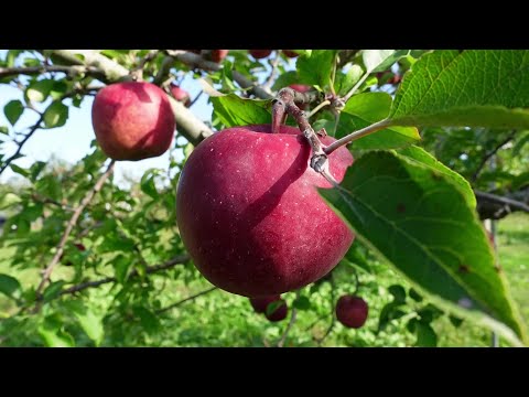 レッドゴールド | りんご通販 | 青森りんご | RED APPLE（レッド