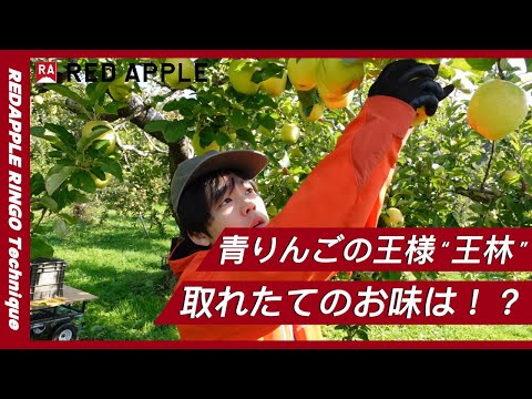 プレミアム 王林（おうりん） | りんご通販 | 青森りんご | RED APPLE