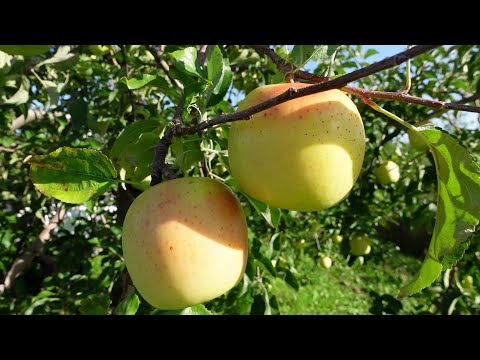 もりのかがやき | 産地直送通販 | 青森りんご | RED APPLE（レッド