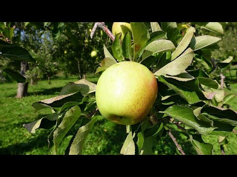 王林（おうりん） | りんご通販 | 青森りんご | RED APPLE（レッド