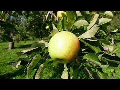 王林(おうりん)