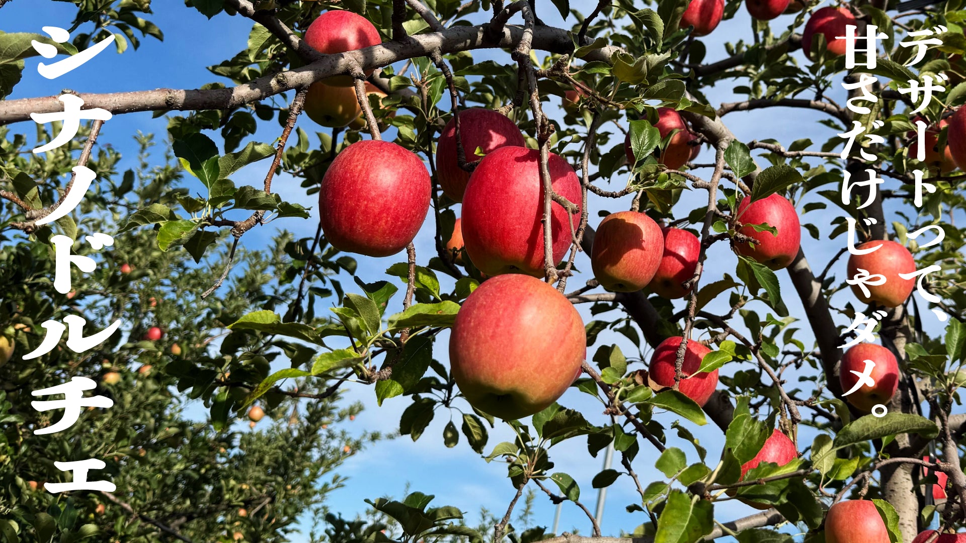 シナノドルチェ | 産地直送通販 | 青森りんご | RED APPLE(レッド シナノドルチェ | 産地直送通販 | 青森りんご | RED APPLE(レッド