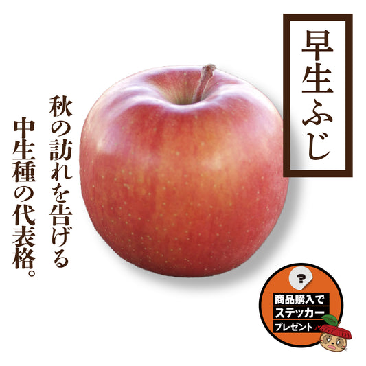 早生ふじ【ほうさくステッカー付き】［予約］